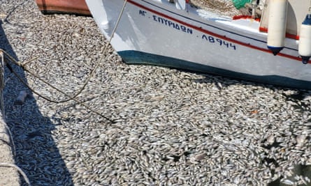 Large amount of dead fish wash-up on the beach, shores, port of Volos city.