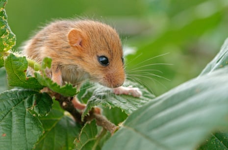 Dormice have become extinct in 17 English counties in the past 100 years