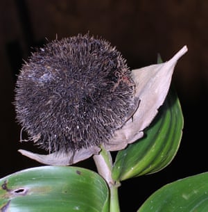 Sokinochloa australis, a new type of bamboo from Madagascar