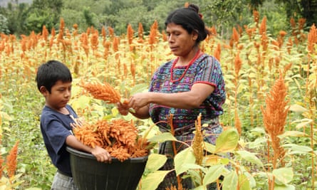 A woman stands in a field of amaranth plants, harvesting their reddish plumes and handing them to a boy who holds a bucket to collect them.