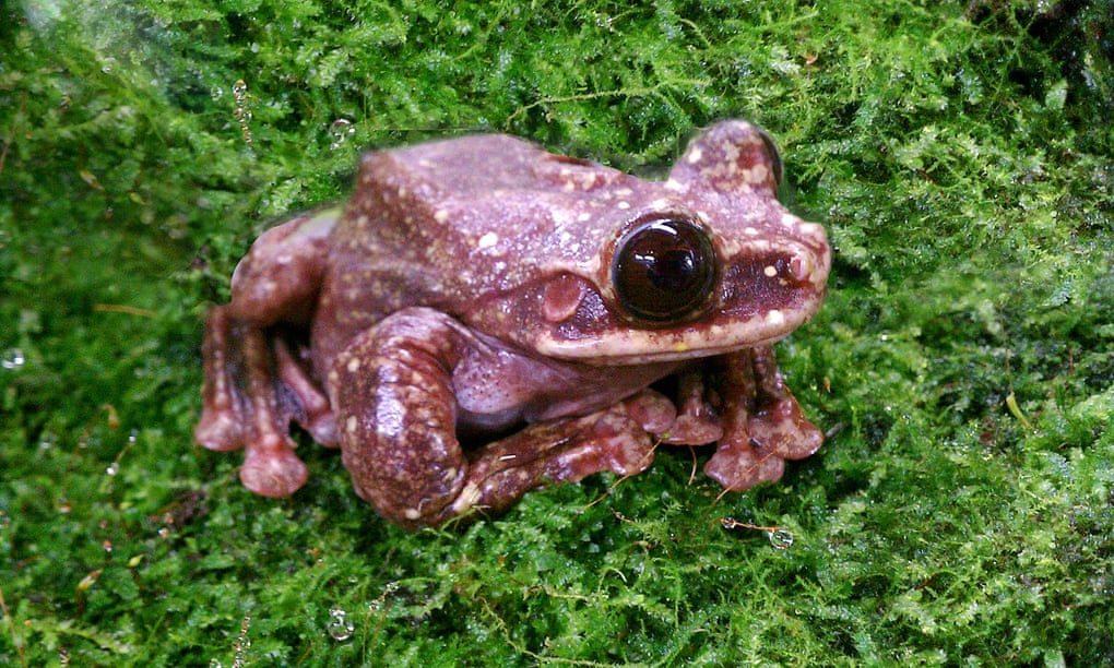 Toughie, the last of the Rabbs’ fringe-limbed treefrogs, died in September. His passing, and the species extinction, was ignored by much of the media. 
