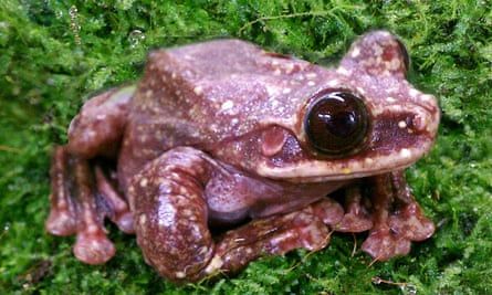 Toughie, the last of the Rabbs’ fringe-limbed treefrogs, died last September. The species is now believed to be extinct, one of more than 150 amphibians that have been lost in the last few decades.