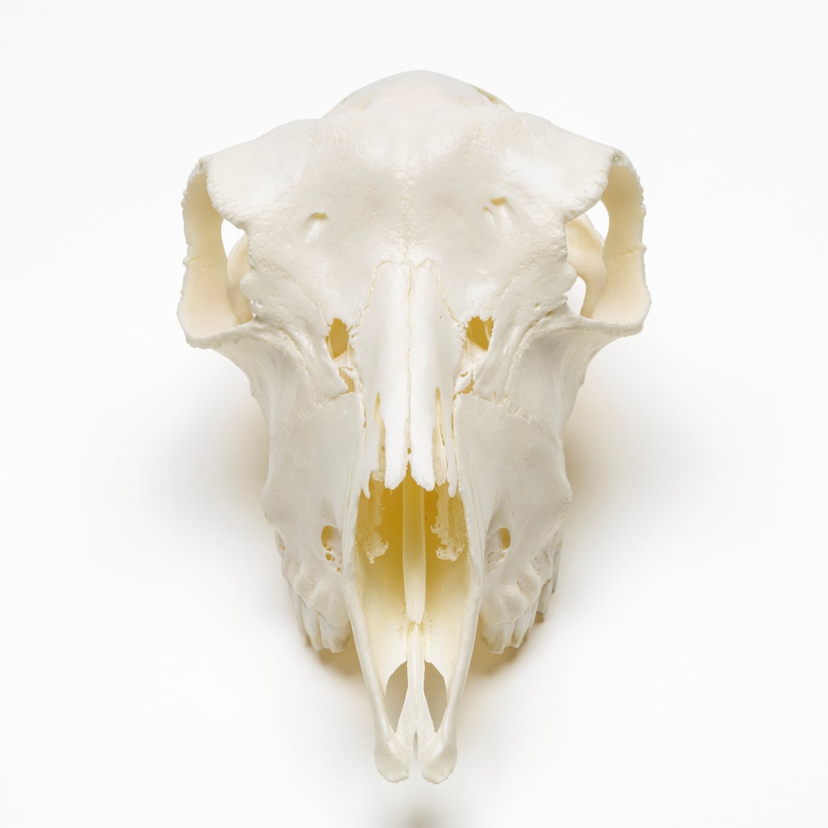 Animal hackers: altered creatures star in London exhibition | Animals | The Guardian Animal hackers: altered creatures star in London exhibition | Animals | The Guardian