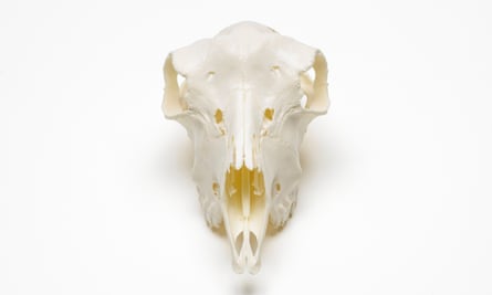 Skull of a genetically modified BioSteel goat.