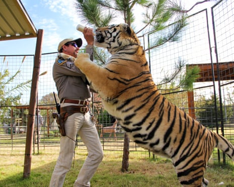 A tiger stands on its hind legs, leaning its front legs on a gamekeeper feeding it a bottle of milk