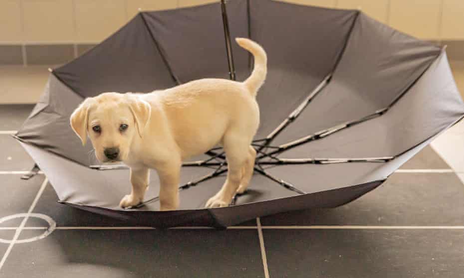 A very cute Labrador in an upturned umbrella