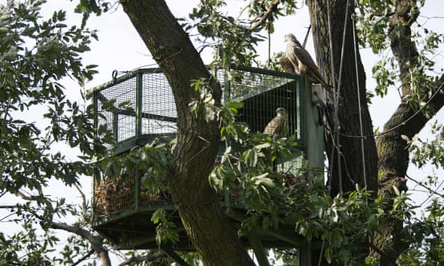 Special aviaries, or 'hacks', set up for the falcons
