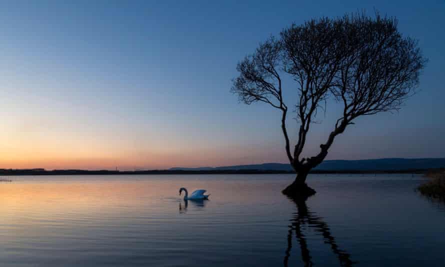 Un cisne en el árbol en la reserva natural de la piscina Kenfig cerca de Porthcawl, Gales del Sur, Reino Unido2F782E7 Un cisne en el árbol en la reserva natural de la piscina Kenfig cerca de Porthcawl, Gales del Sur, Reino Unido