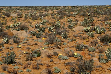 Flowering succulents (Cheiridopsis vygies and Monsonia shrubs) in the eastern Kamiesberg, after good rains in winter and spring 2020 Nick Helme