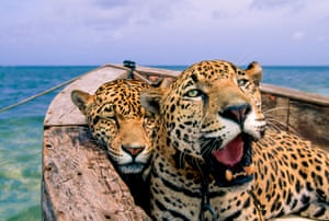 A close-up image of two jaguars in a small boat