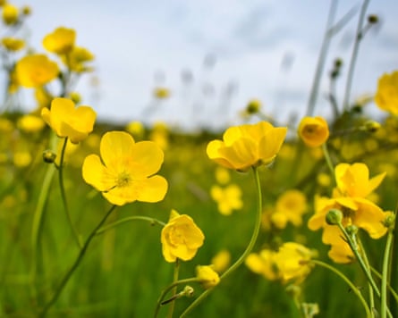 Buttercups in a field