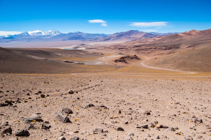 Flowers bloom in the Atacama desert