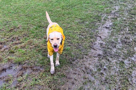 A labrador is wearing a yellow rain jacket and standing on a sodden, muddy grass oval