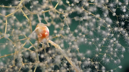A Chrysogorgia coral and squat lobster on the northern flank of Motu Motiro Hiva.