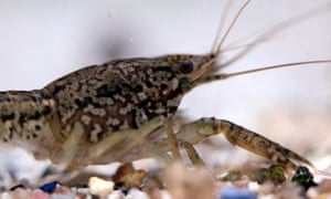 Shell Shock Why Crayfish Replicants Are Taking Over Environment The Guardian