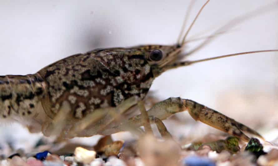 A marbled crayfish