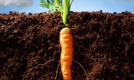 Back to your roots: a keenly growing carrot.