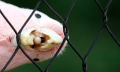 Pink cockatoo