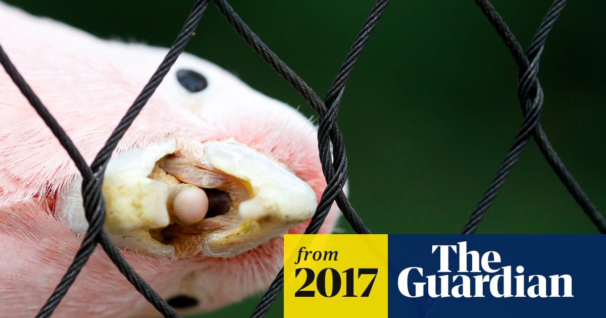 Is It Safe to Feed Birds Hot Dogs? Shocking Truth Revealed!