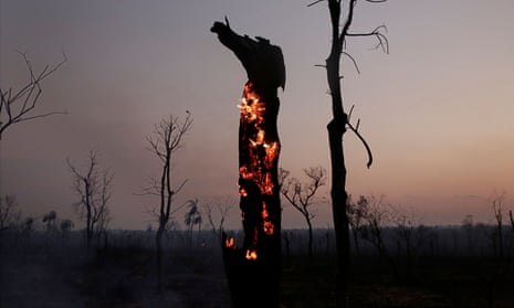 A tree burns after a wildfire in Bolivia