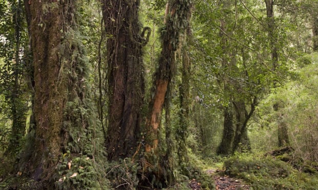 Cloud forest in the Alerce Andino National Park in Chile.