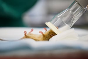 Health checks are carried out on Hazel dormice by the DRAHS (Disease Risk Analysis & Health Service) team, inside the Vets hospital at ZSL London Zoo, as part of reintroduction programme. These dormice will be being released to a new woodland home in June, and so this specialist wildlife health team provide pre-release health checks to ensure they are fit and healthy for release
