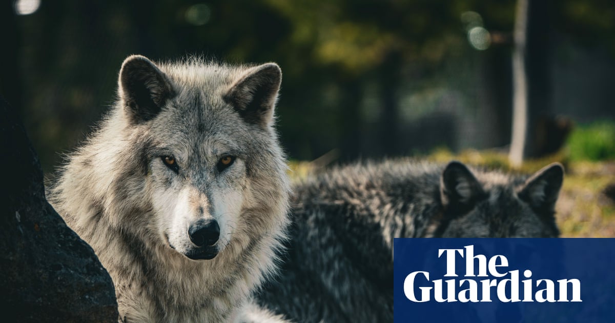 Gray wolf appears in Los Angeles county for first time in more than 100 years