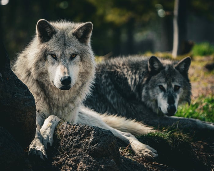 Wolf hunting in western US does little to prevent livestock losses, study finds