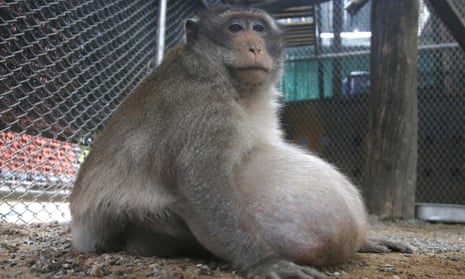 The monkey, nicknamed ‘Uncle Fat’, will be looked after for a few months before being released into the wild.
