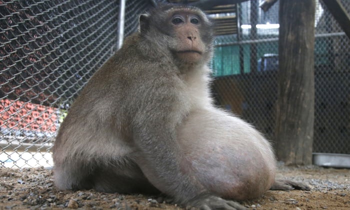Obese Thai monkey who got big on tourists' junk food placed on strict diet  | Animals | The Guardian