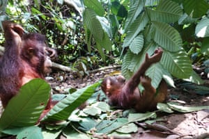 Orangutans Eska and Cantik