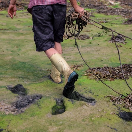 A man holding a rope makes footprints in green residue on very shallow water