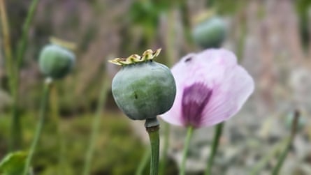 Poppy in the paving with a chewed stem.