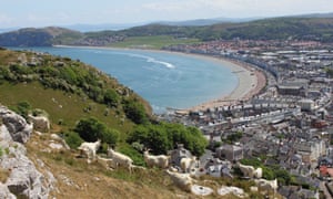 Wild Kashmiri goats on the Great Orme with Llandudno in the distance.