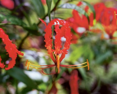 Photograph of a red tropical flower in Grenada by film-maker and artist Steve McQueen