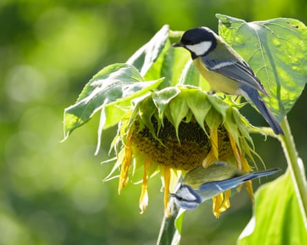 Little birds feed on sunflower seeds from the dry flower
