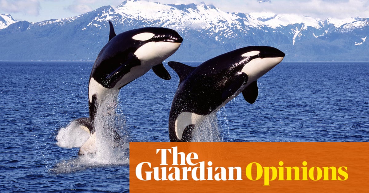 I was a big orca fan but their skincare regime is giving me the ick | Emma Beddington