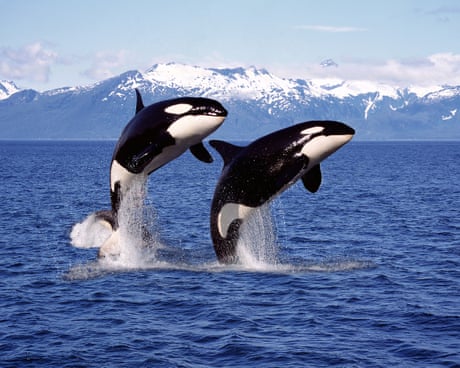 I was a big orca fan – but their skincare regime is giving me the ick | Emma Beddington