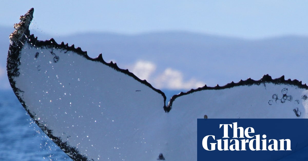 Twenty-two years and 15,000km later: fluke discovery sets new record for humpback whale journey