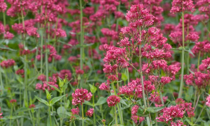 Gardens Weeds To Love And Loathe Gardens The Guardian Gardens Weeds To Love And Loathe Gardens The Guardian