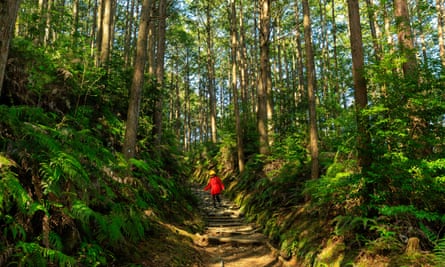 The Kumano Kodo forest, Japan