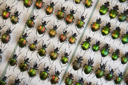 Neat lines in a display case of dead beetles with shiny green abdomens