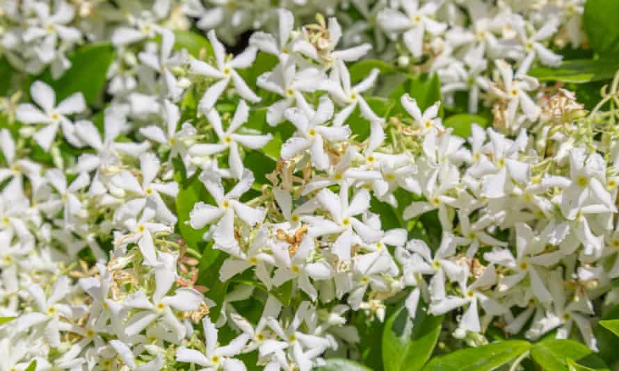 Star jasmine … ideal for sunny, sheltered spots.