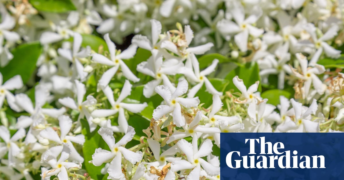 ‘An accessible space’: the Chelsea garden visitors can see, hear, feel, taste and touch their way round