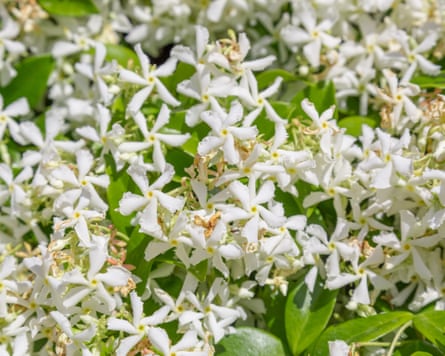 Star jasmine white flowers with multiple flowers.