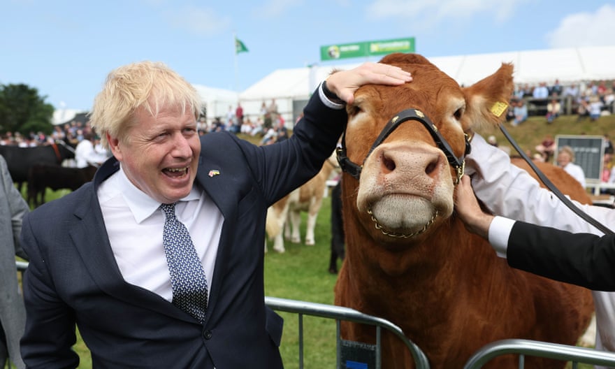 Boris Johnson strokes a cow on the head as he talks to someone out of shot at an agricultural show