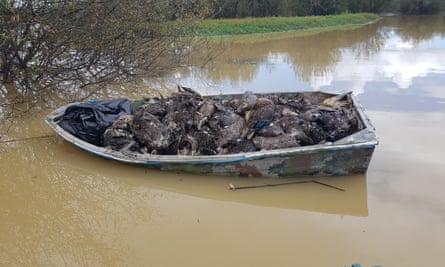 A boat piled with the bodies of dead birds at Whangamarino