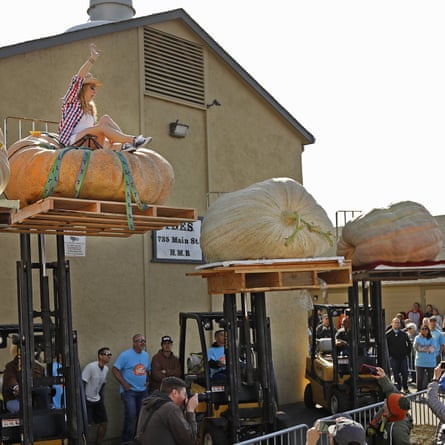 giant pumpkins on platforms. A person sits on one of them