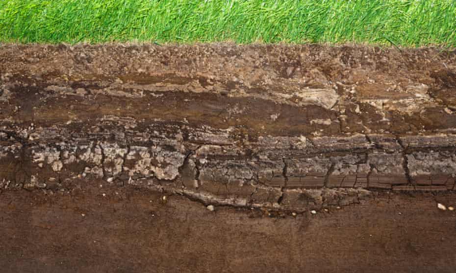 Layers of underground soil seen under grass. It is believed that a quarter of species on the planet live in the soil.