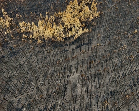 Burnt forest with a small clump of surviving trees